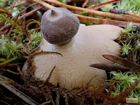 Geastrum minimum